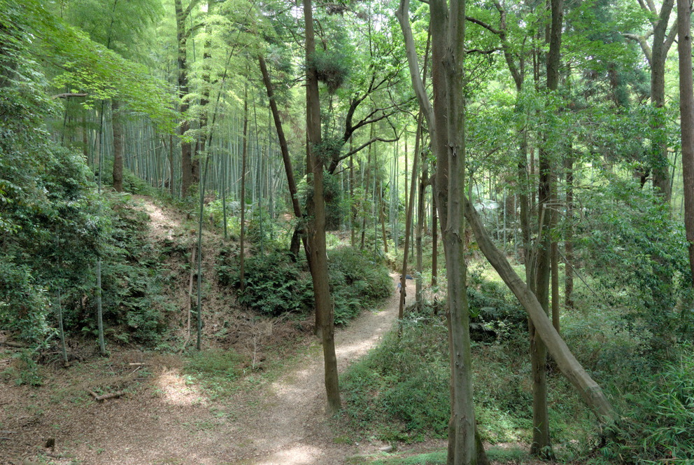Forêt près de Kyôto